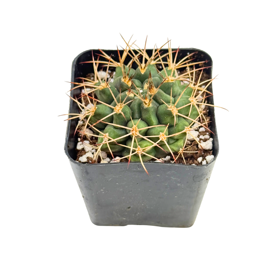 Gymnocalycium Schickendantzii | 2.5 inch