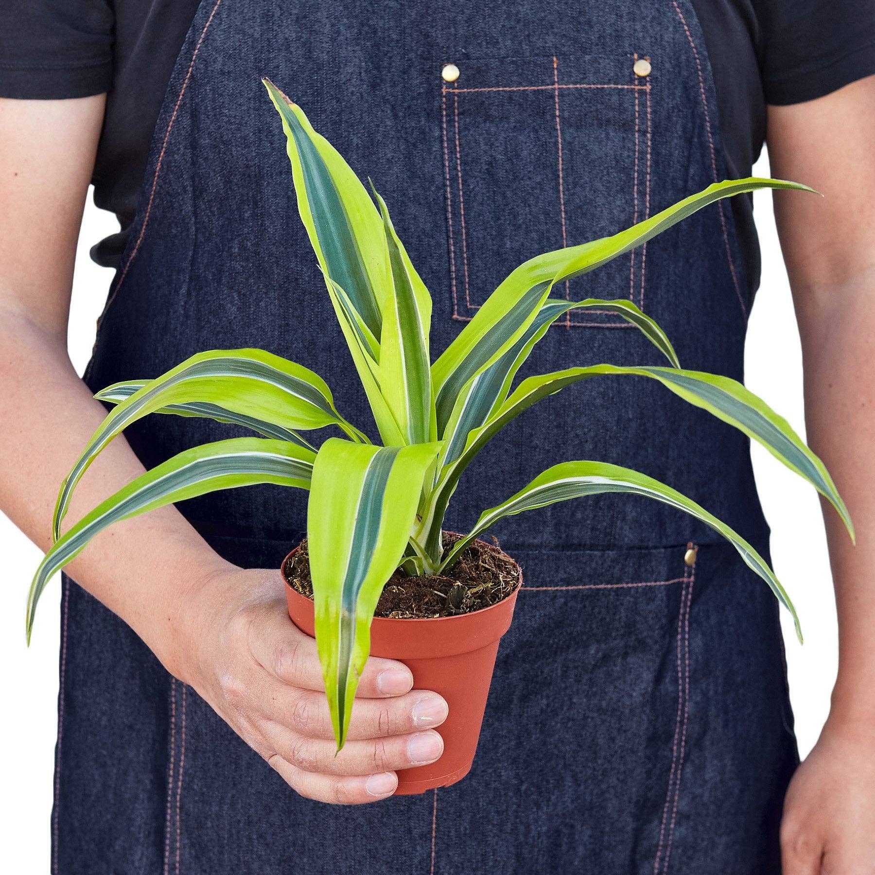 **NEW** Dracaena 'Lemon Lime'