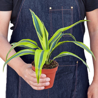 **NEW** Dracaena 'Lemon Lime'