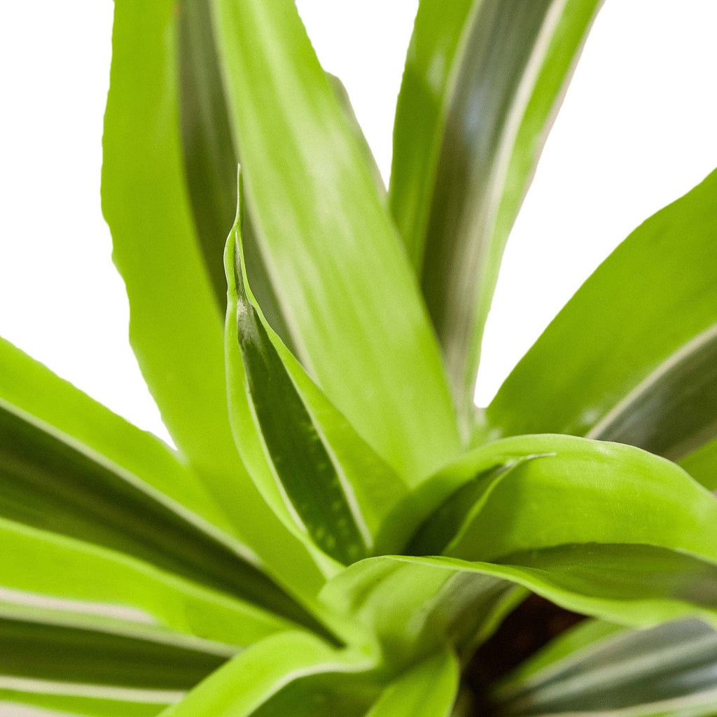 **NEW** Dracaena 'Lemon Lime'
