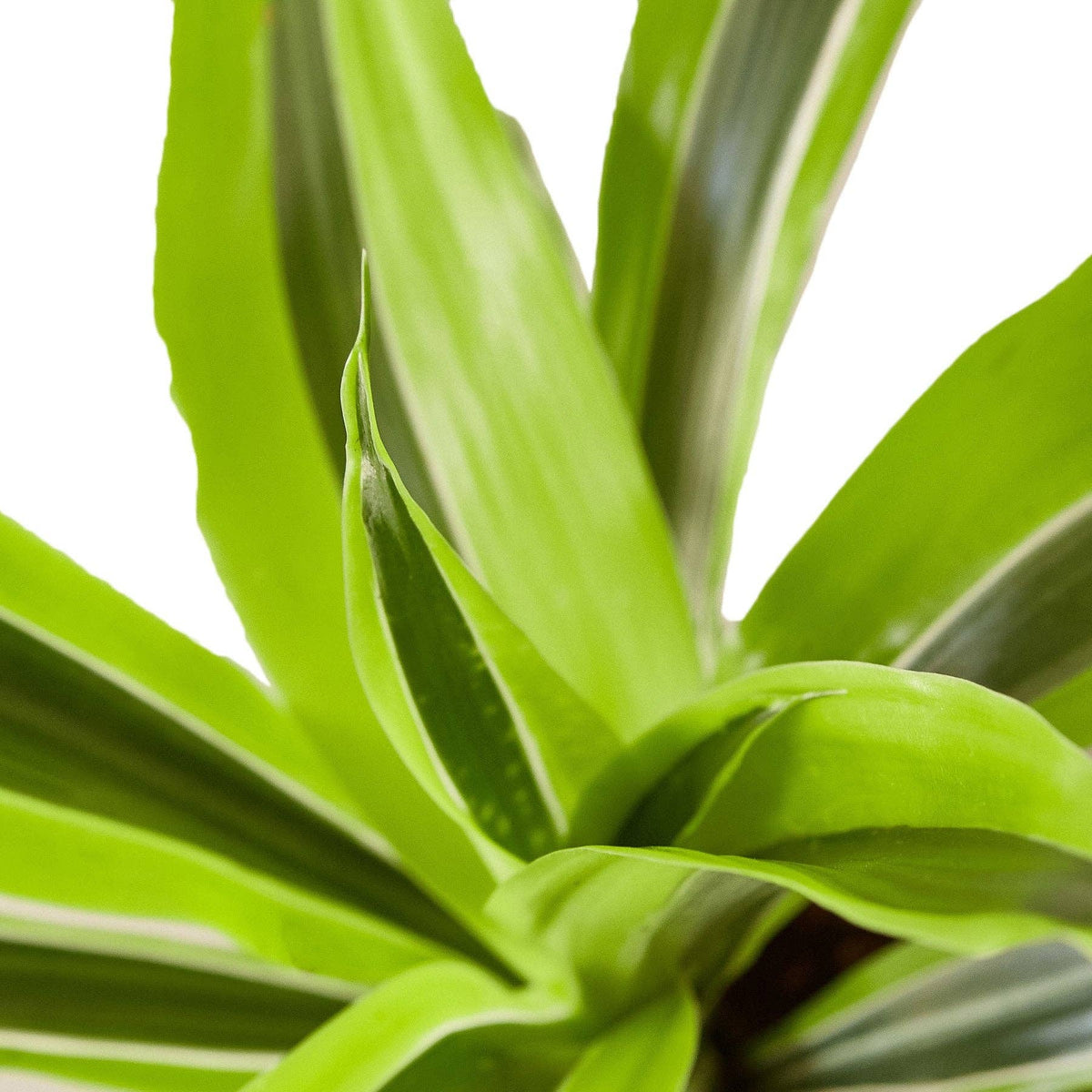 **NEW** Dracaena 'Lemon Lime'