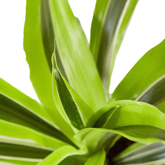 **NEW** Dracaena 'Lemon Lime'