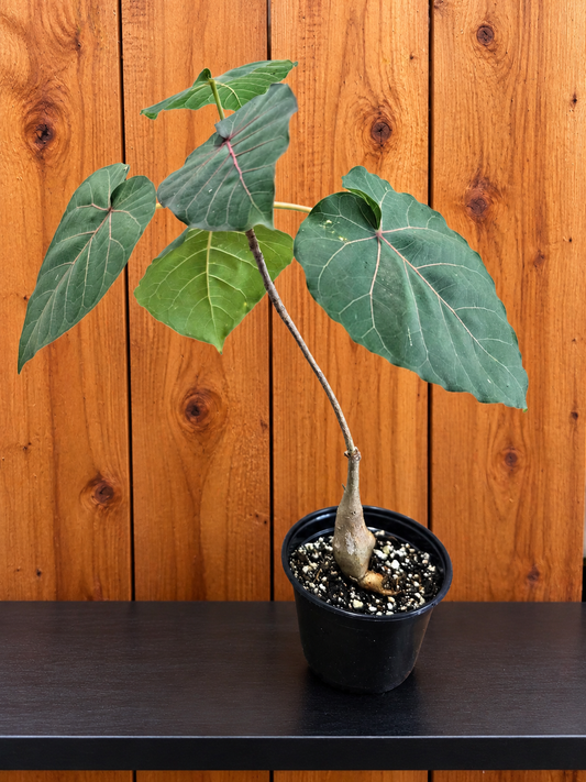 Ficus Petiolaris "Mexican Rock Fig" | 15" Tall | Shipped Bare Root
