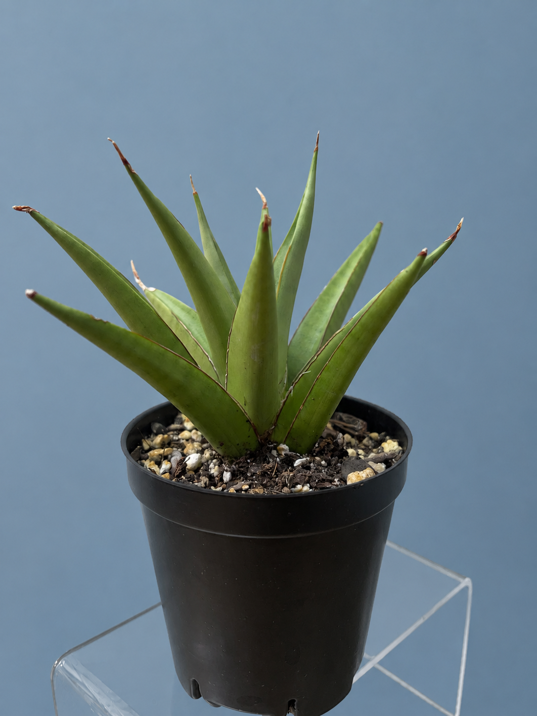 RARE Sansevieria Chanin Variety Snake Plant 4" Tall