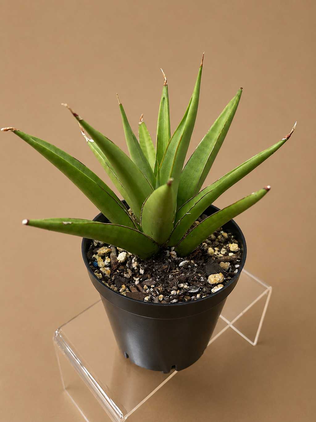 RARE Sansevieria Chanin Variety Snake Plant 4" Tall