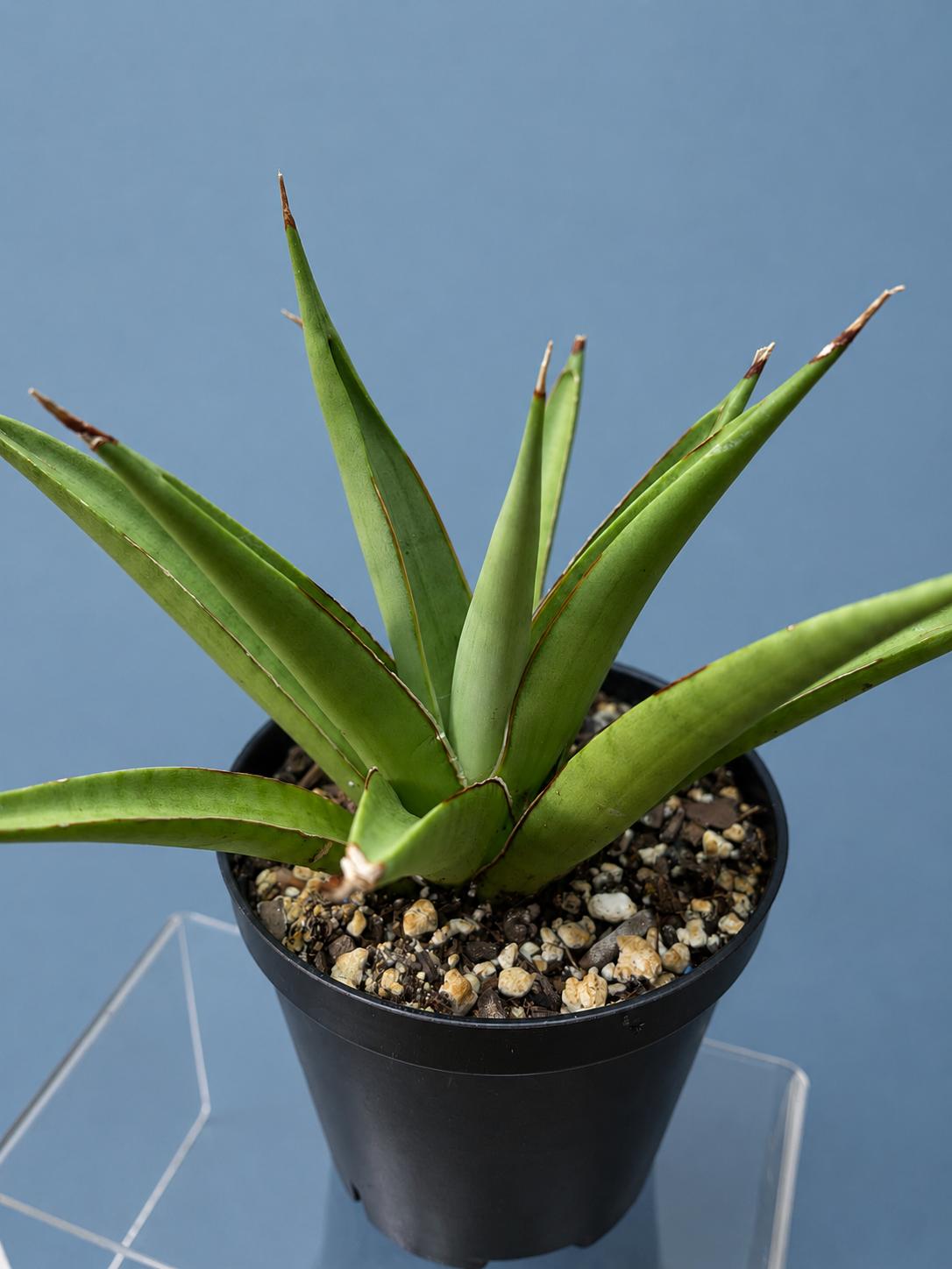 RARE Sansevieria Chanin Variety Snake Plant 4" Tall