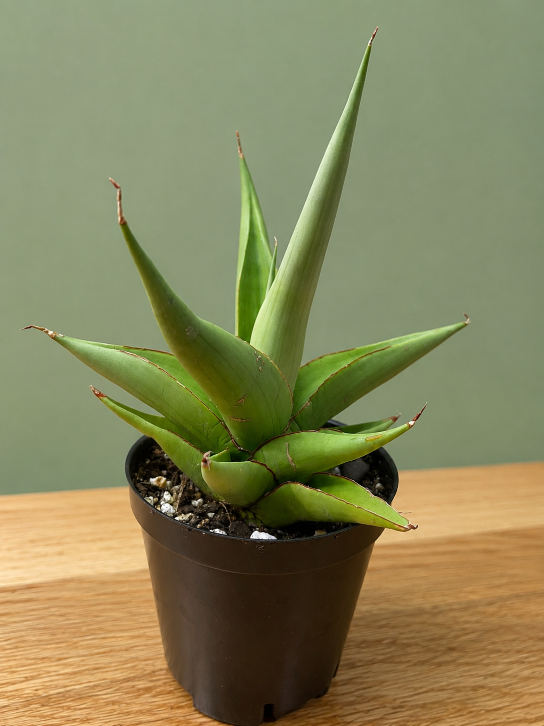 RARE Sansevieria Chanin Variety Snake Plant 5.5" Tall