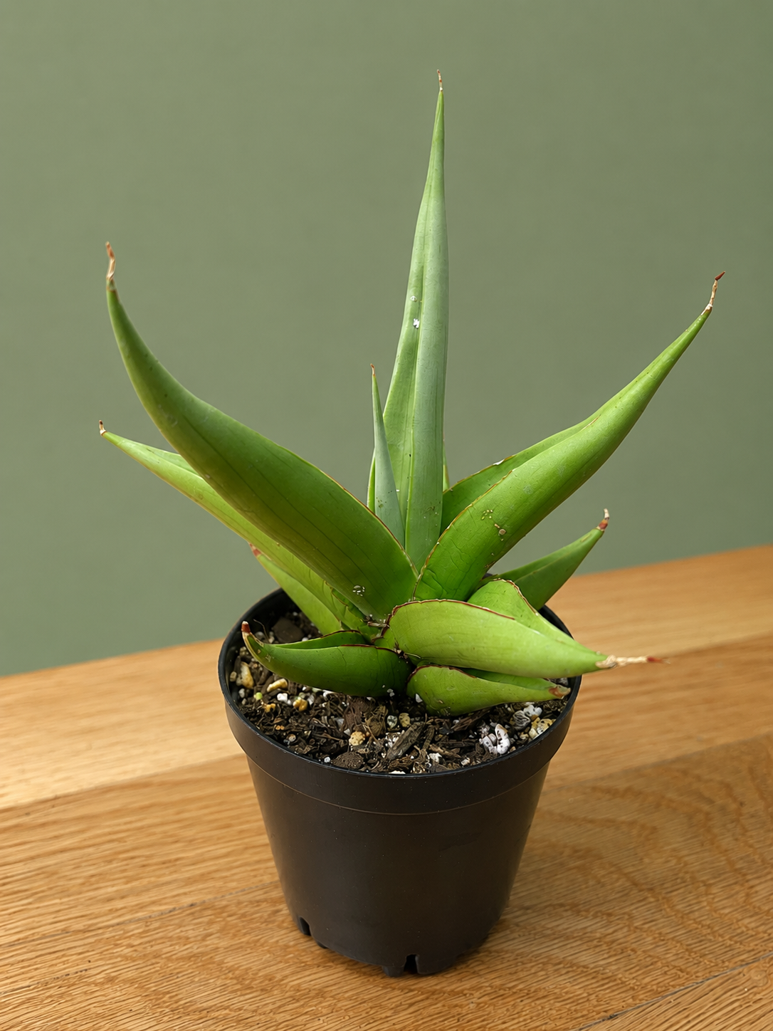 RARE Sansevieria Chanin Variety Snake Plant 5.5" Tall
