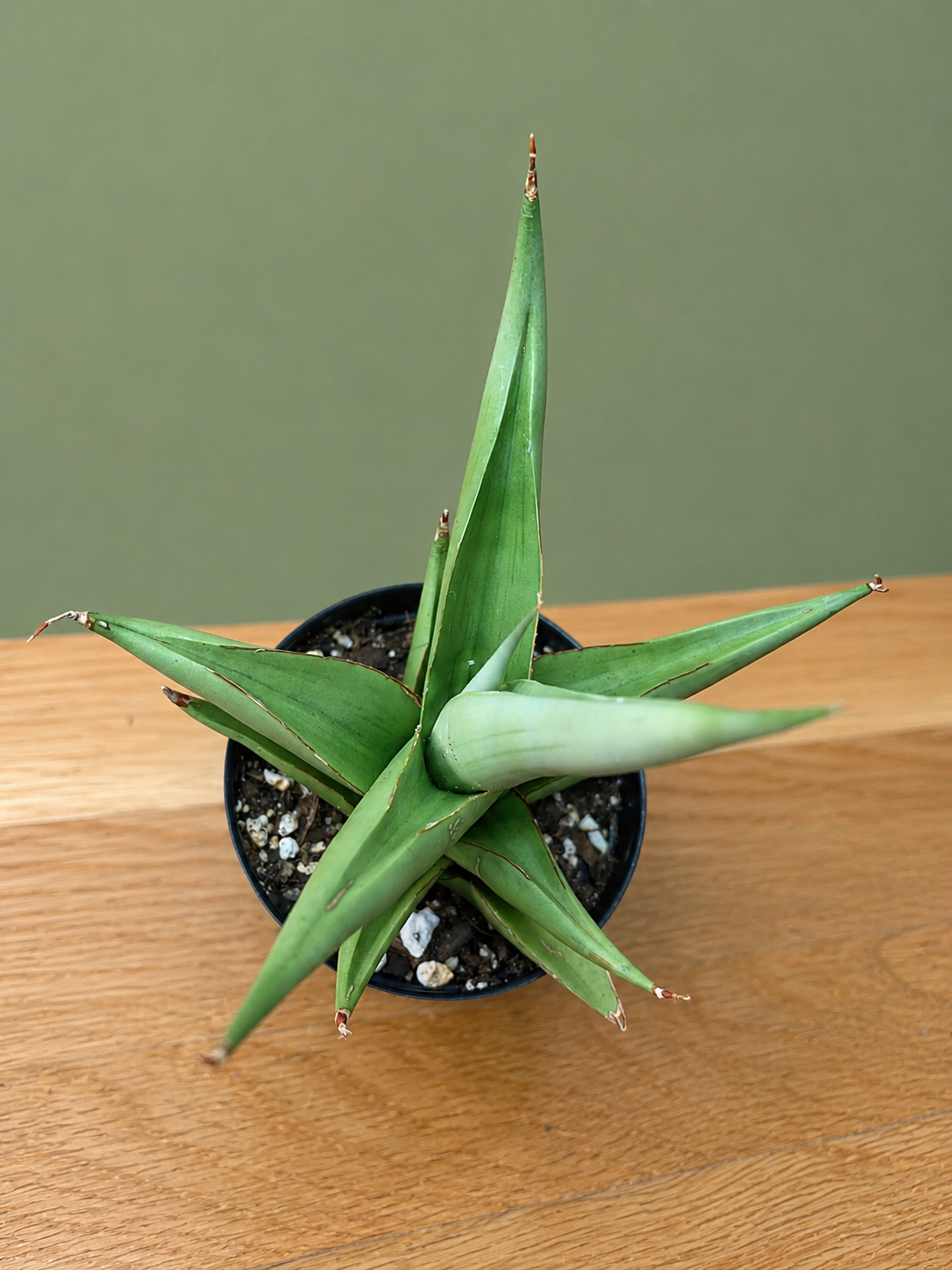 RARE Sansevieria Chanin Variety Snake Plant 5.5" Tall