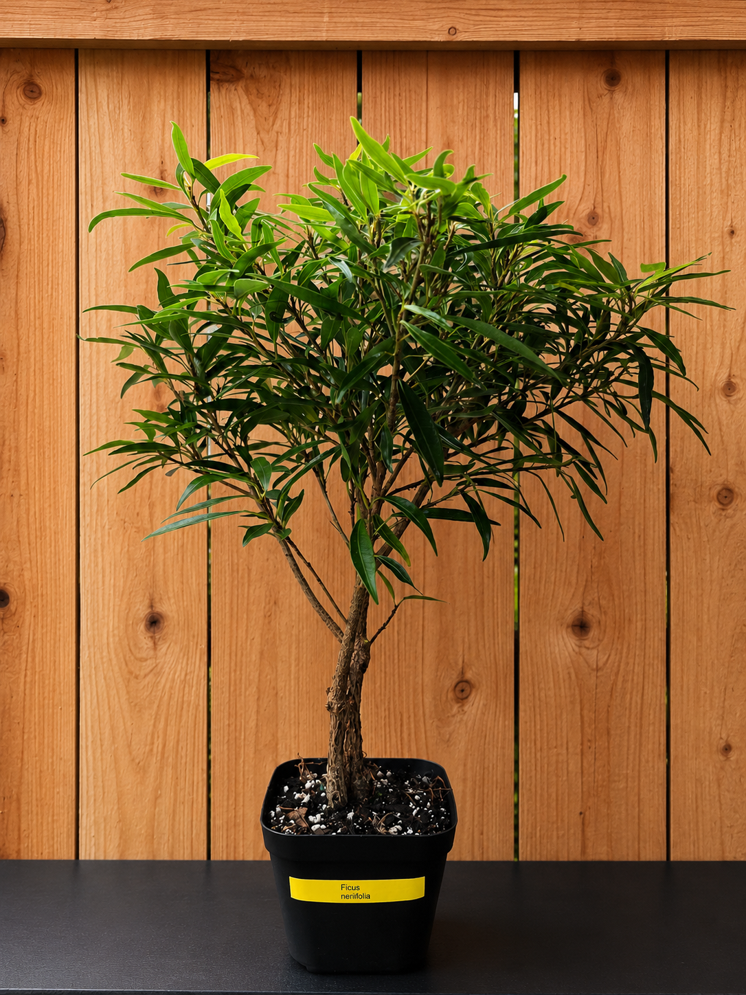 Ficus Nerifolia/ Salisafolia 'Willow Leaf Ficus' Perfect for Bonsai - 15" Tall