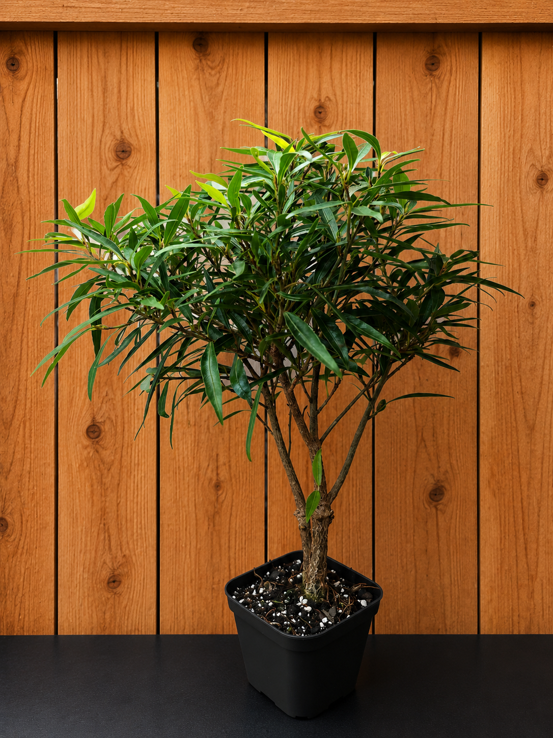 Ficus Nerifolia/ Salisafolia 'Willow Leaf Ficus' Perfect for Bonsai - 15" Tall