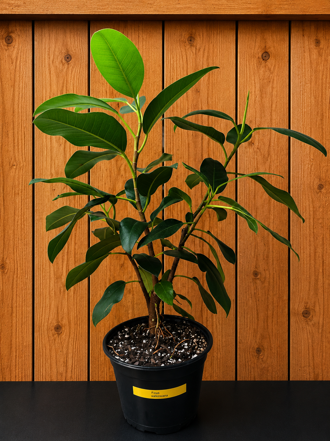 Ficus Watkinsiana 16" Tall Ships Bare Root