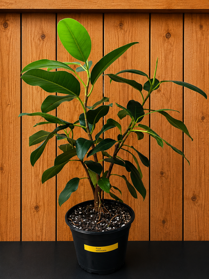 Ficus Watkinsiana 16" Tall Ships Bare Root