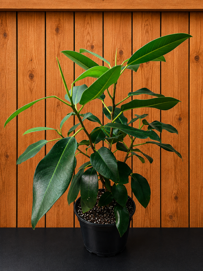 Ficus Watkinsiana 16" Tall Ships Bare Root
