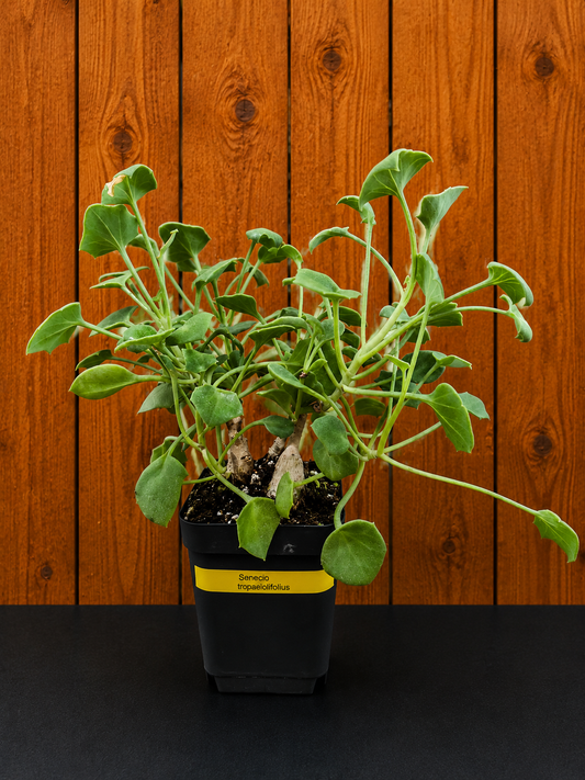 Senecio Tropaeolifolius -Very Mature - 4" Pot - Could Be Split - Possible Bonsai