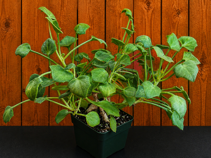 Senecio Tropaeolifolius -Very Mature - 4" Pot - Could Be Split - Possible Bonsai