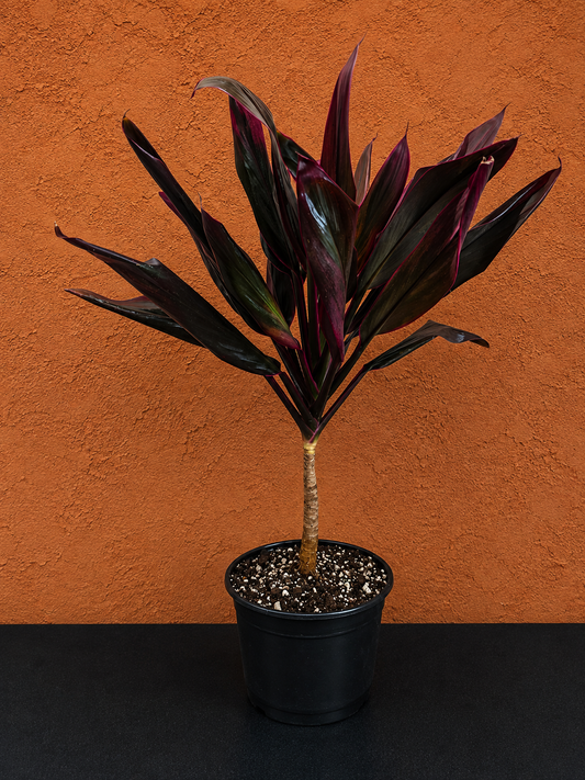 Cordyline Orange Hawaiian Ti Plant - 17" Tall Variegated Houseplant - Bare Root Shipping