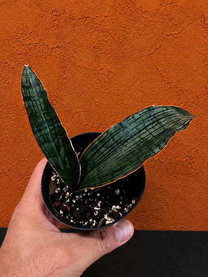 Sansevieria Cleopatra RARE Snake Plant Two Leafs in 5.5" Dominate Leaf