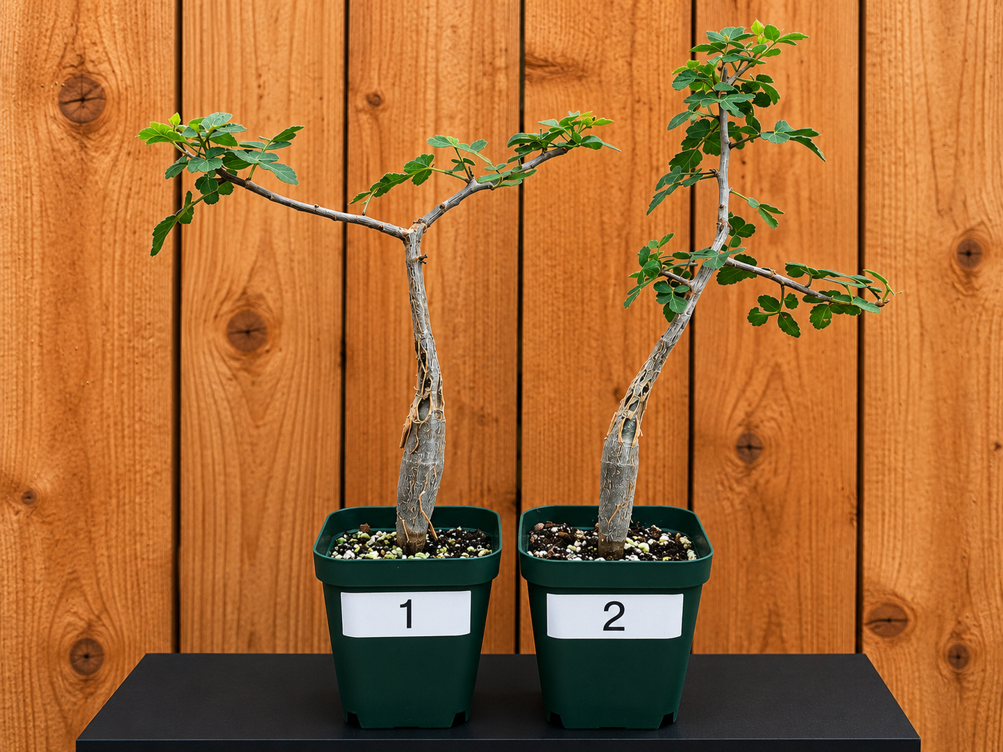 Bursera Fagaroides - Mexican Frankincense Bursera - In 4" Pot