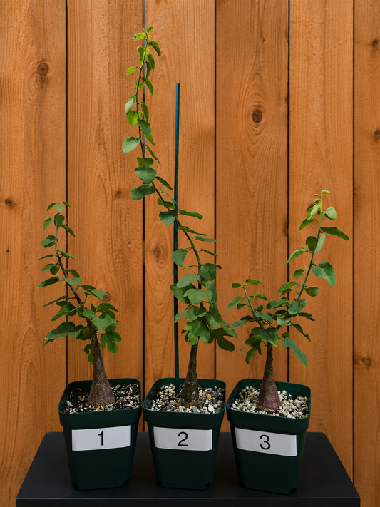 Adenia Spinosa RARE Succulent Caudex Tuber Plant in 4" Pot- Perfect for Bonsai