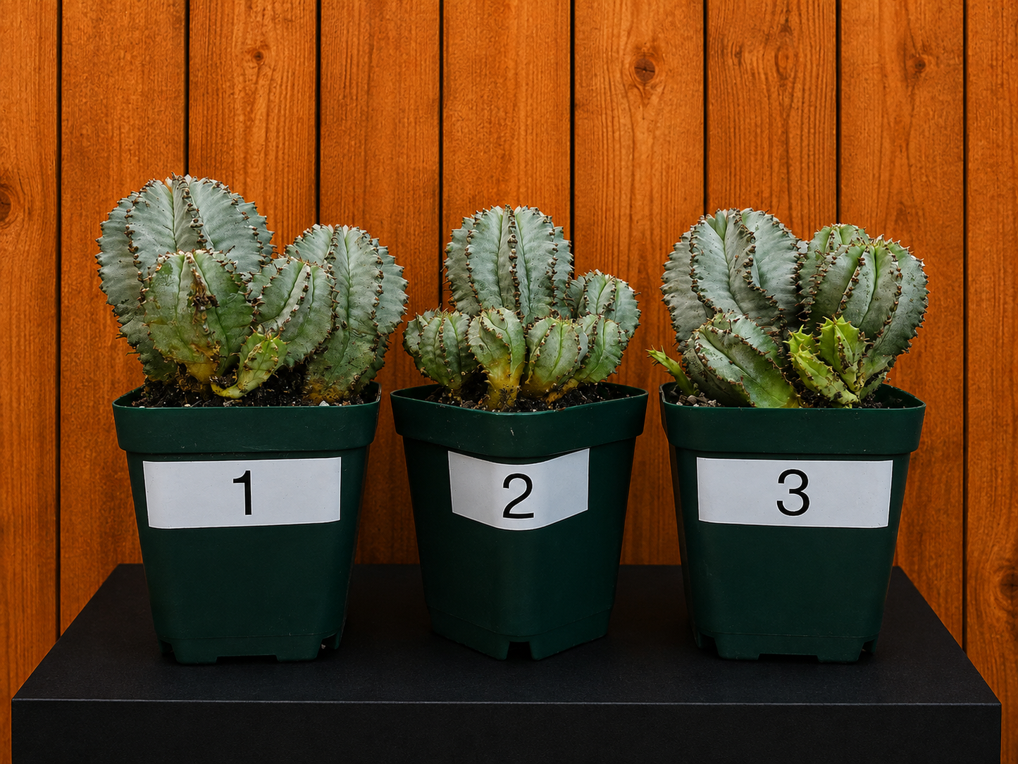 Euphorbia Horrida Milk Barrel Succulent in 4" Pot With Multiple Pups