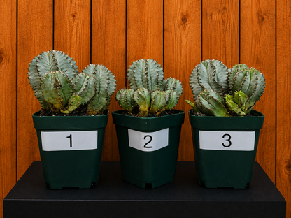 Euphorbia Horrida Milk Barrel Succulent in 4" Pot With Multiple Pups