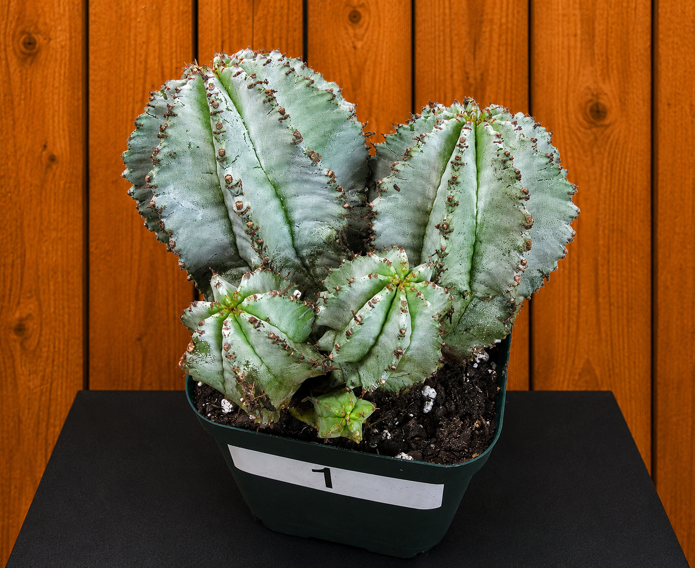 Euphorbia Horrida Milk Barrel Succulent in 4" Pot With Multiple Pups