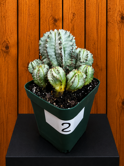 Euphorbia Horrida Milk Barrel Succulent in 4" Pot With Multiple Pups