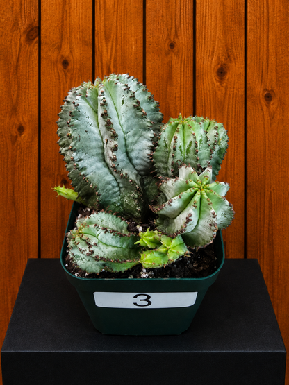 Euphorbia Horrida Milk Barrel Succulent in 4" Pot With Multiple Pups
