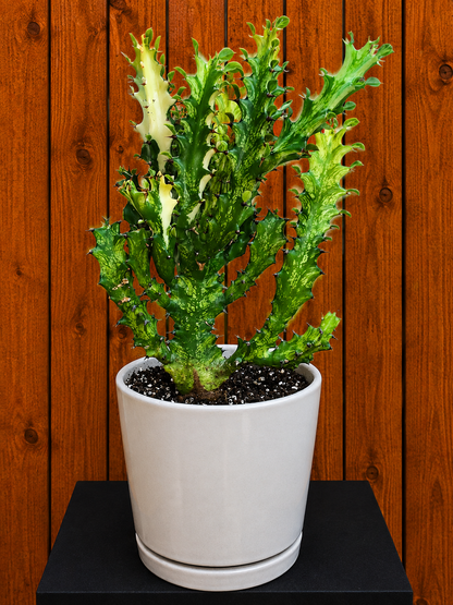 Euphorbia Trigona Variegated 'Mint Cream' - African Milk Tree 10" Tall - Bare Root