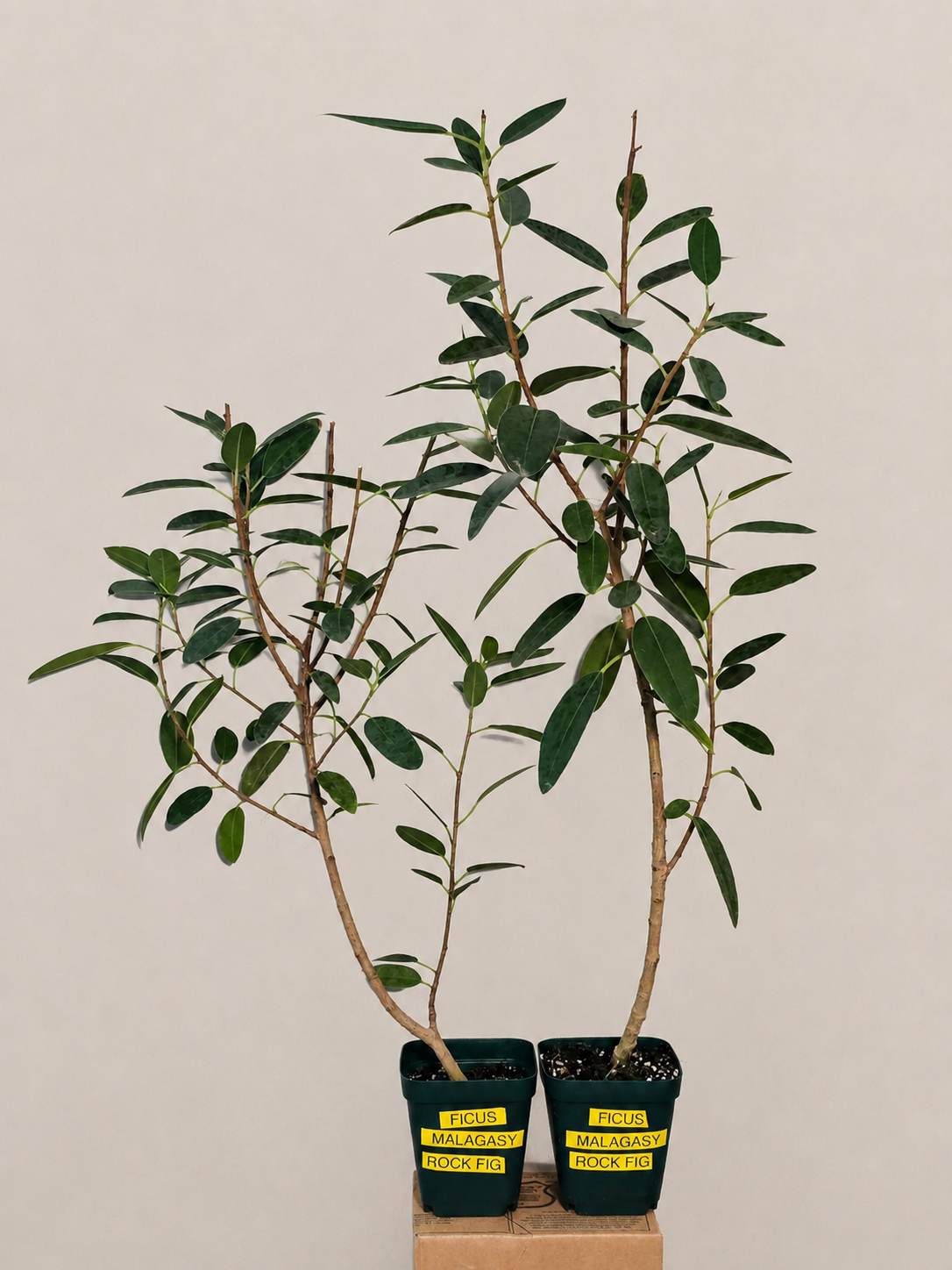 Ficus Malagasy "Rock Fig" Tree Bare Root Shipping