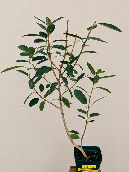 Ficus Malagasy "Rock Fig" Tree Bare Root Shipping