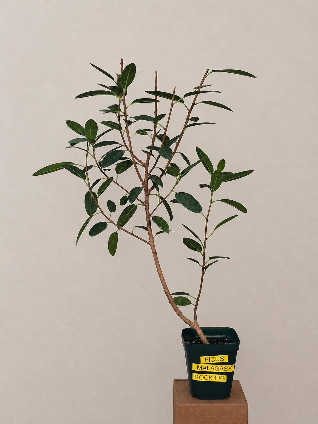 Ficus Malagasy "Rock Fig" Tree Bare Root Shipping