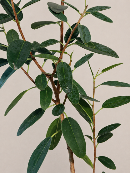 Ficus Malagasy "Rock Fig" Tree Bare Root Shipping