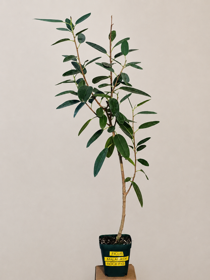 Ficus Malagasy "Rock Fig" Tree Bare Root Shipping