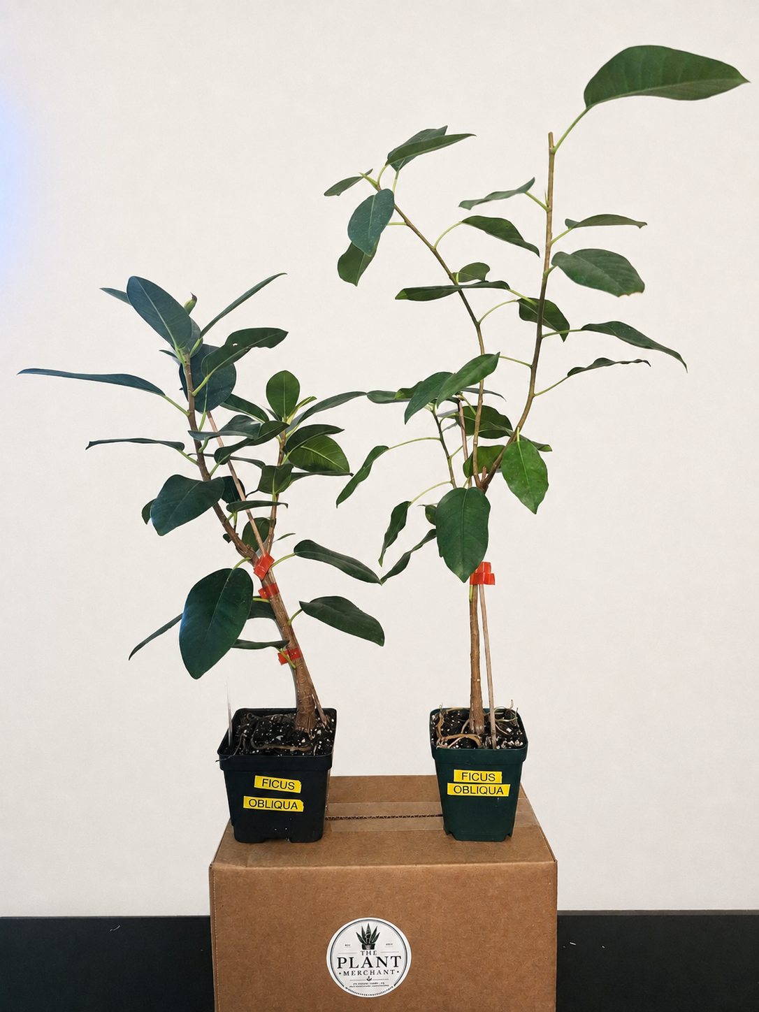 Ficus Obliqua RARE Live Tree - Shipped Bare Root