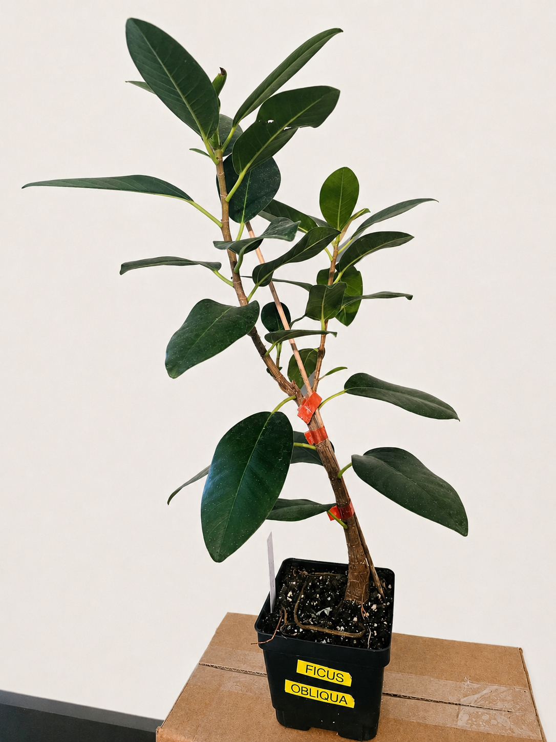 Ficus Obliqua RARE Live Tree - Shipped Bare Root