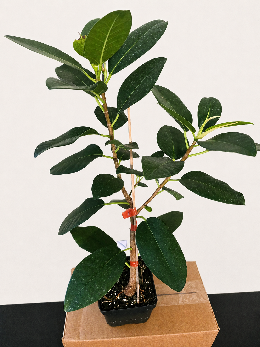 Ficus Obliqua RARE Live Tree - Shipped Bare Root