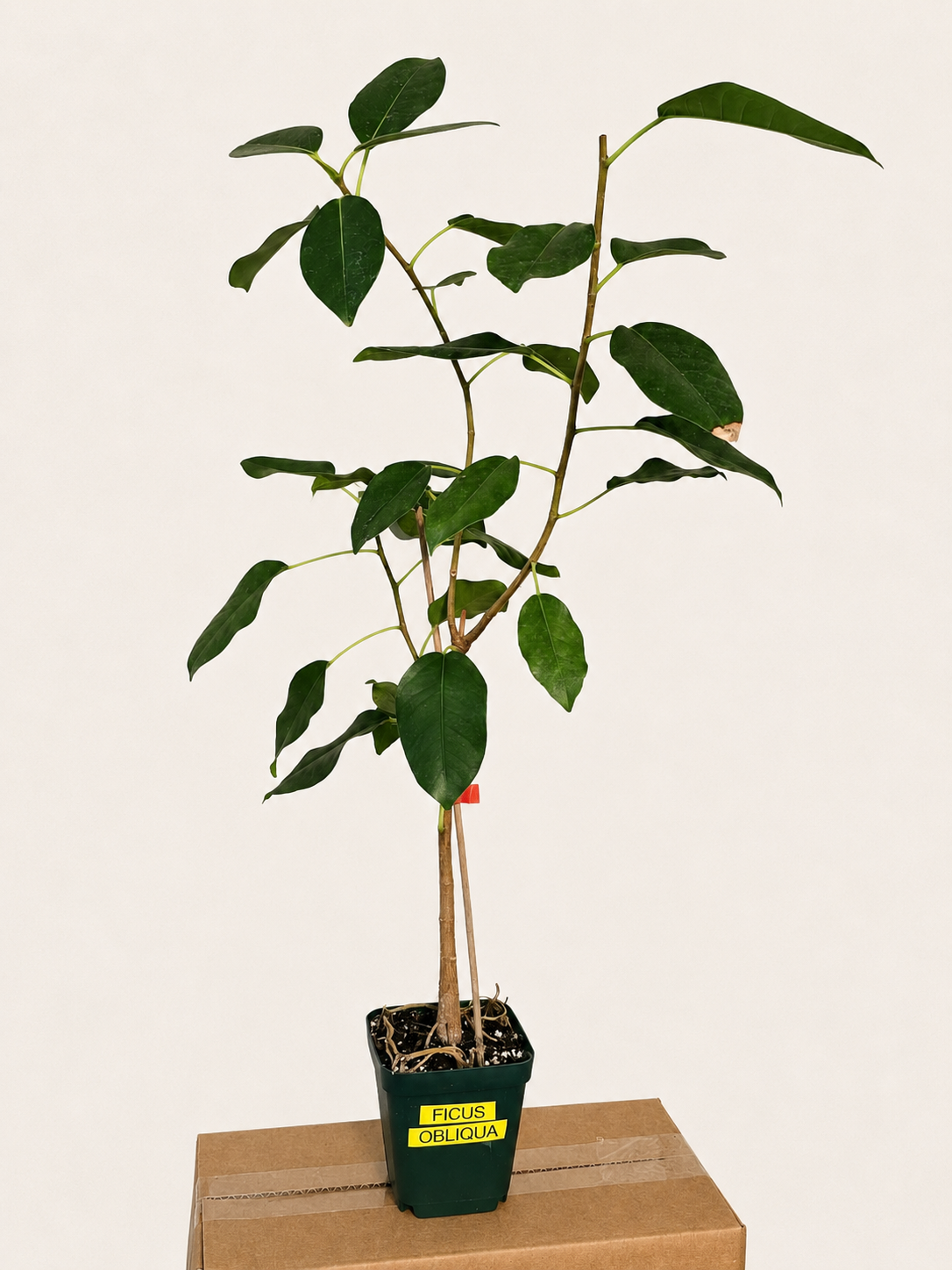 Ficus Obliqua RARE Live Tree - Shipped Bare Root