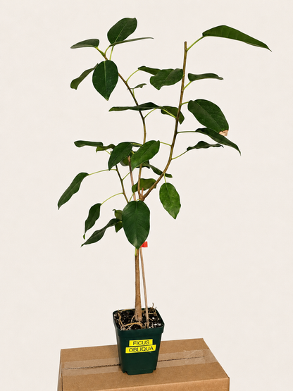 Ficus Obliqua RARE Live Tree - Shipped Bare Root
