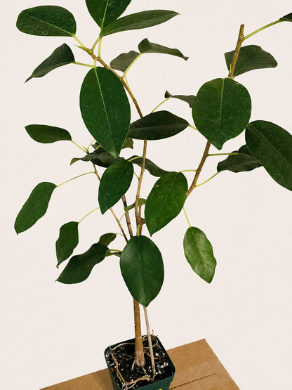Ficus Obliqua RARE Live Tree - Shipped Bare Root
