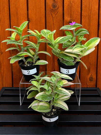 Tradescantia Sillamontana Variegata "White Velvet" Plant Rooted in 3.5" Pot