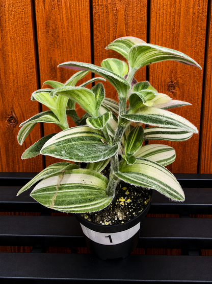 Tradescantia Sillamontana Variegata "White Velvet" Plant Rooted in 3.5" Pot