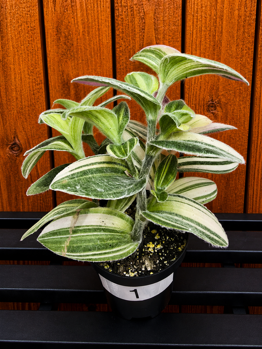 Tradescantia Sillamontana Variegata "White Velvet" Plant Rooted in 3.5" Pot