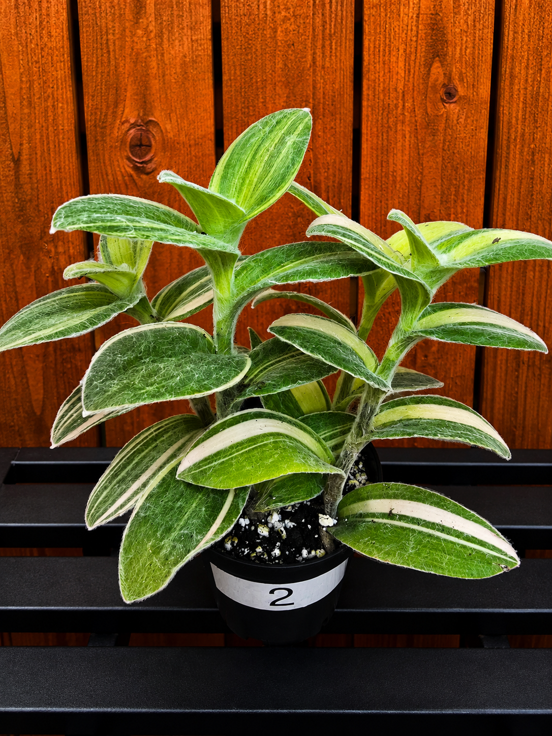 Tradescantia Sillamontana Variegata "White Velvet" Plant Rooted in 3.5" Pot