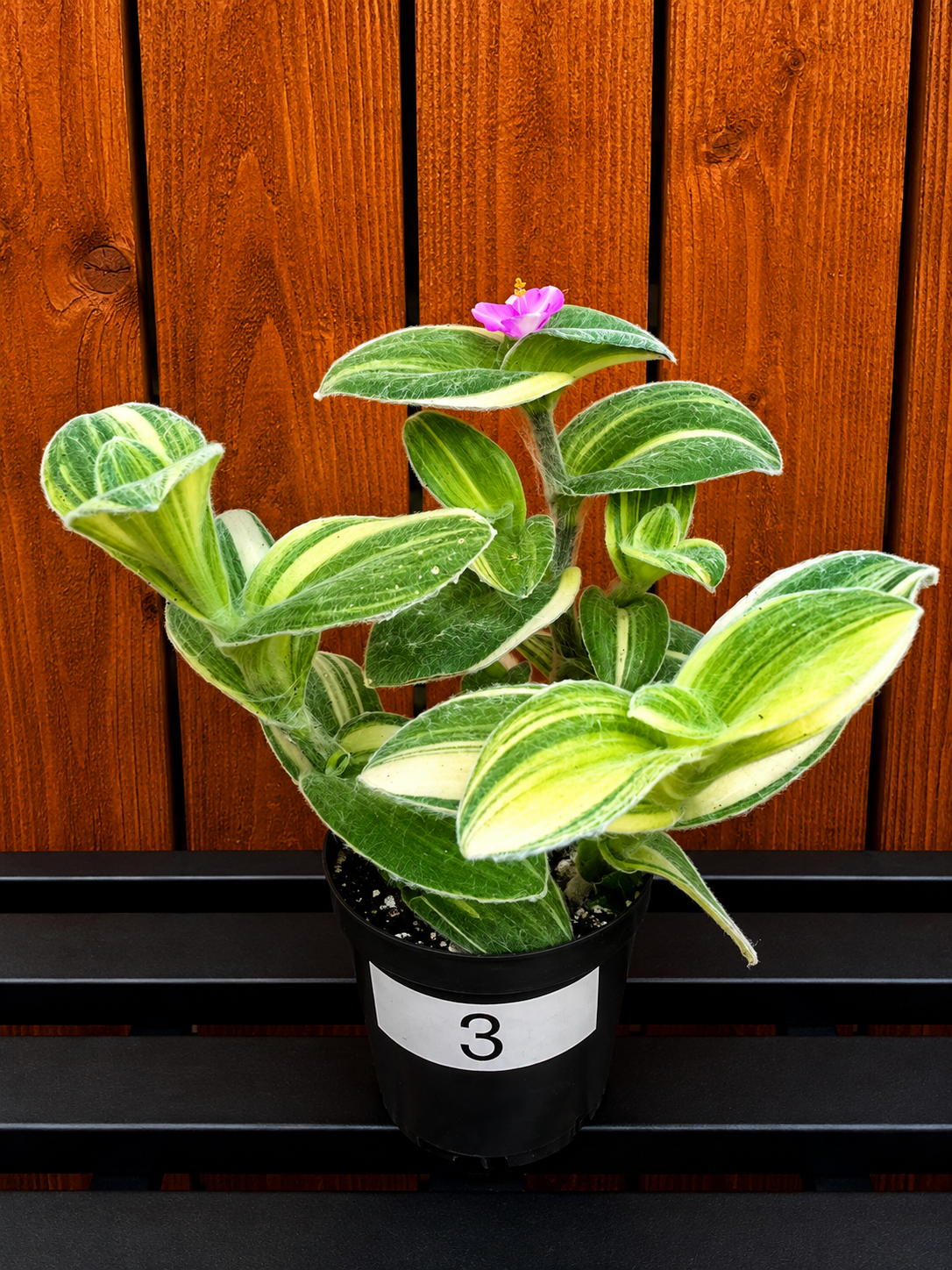 Tradescantia Sillamontana Variegata "White Velvet" Plant Rooted in 3.5" Pot