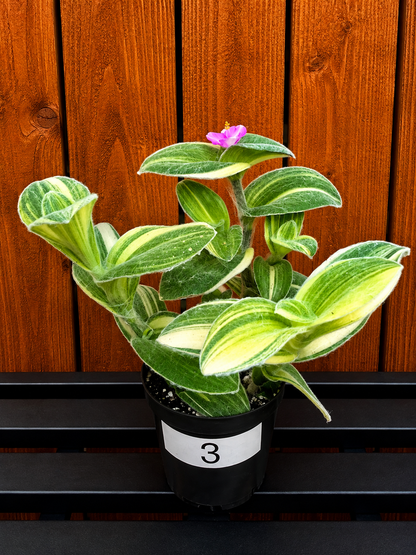 Tradescantia Sillamontana Variegata "White Velvet" Plant Rooted in 3.5" Pot