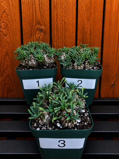Euphorbia Japonica Cluster | RARE Plant | Live Euphorbia Cluster | Three Options