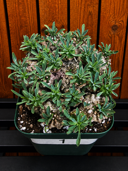 Euphorbia Japonica Cluster | RARE Plant | Live Euphorbia Cluster | Three Options