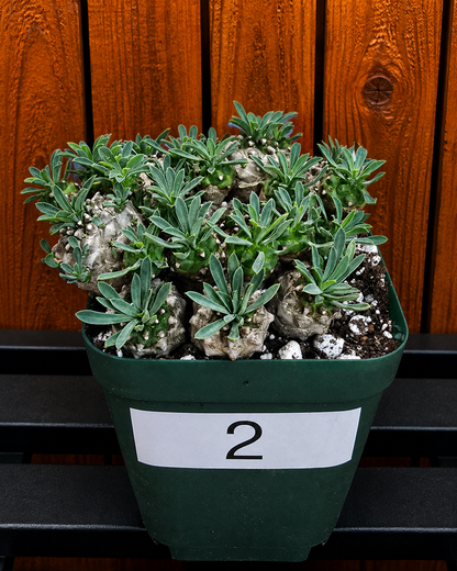 Euphorbia Japonica Cluster | RARE Plant | Live Euphorbia Cluster | Three Options